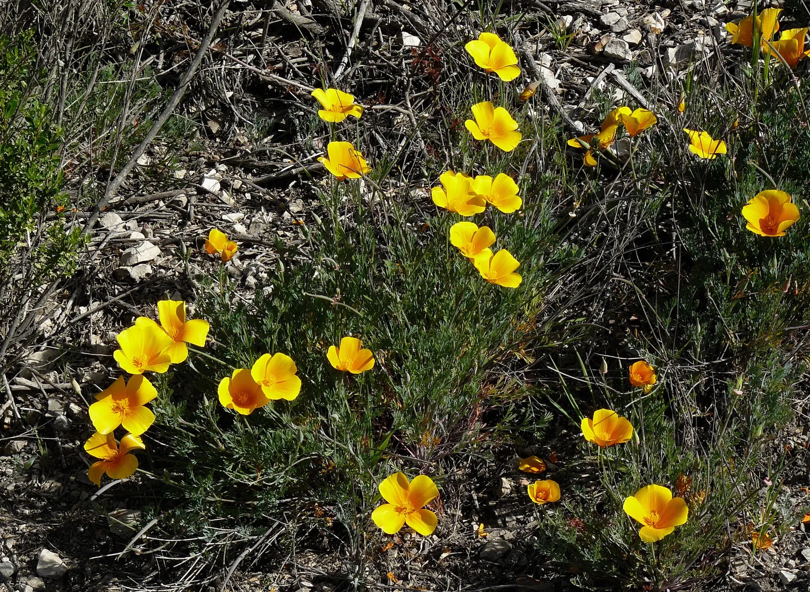 Mexican Gold Poppy (Eschscholzia Mexicana) — with a pH ranging from slightly acidic to neutral