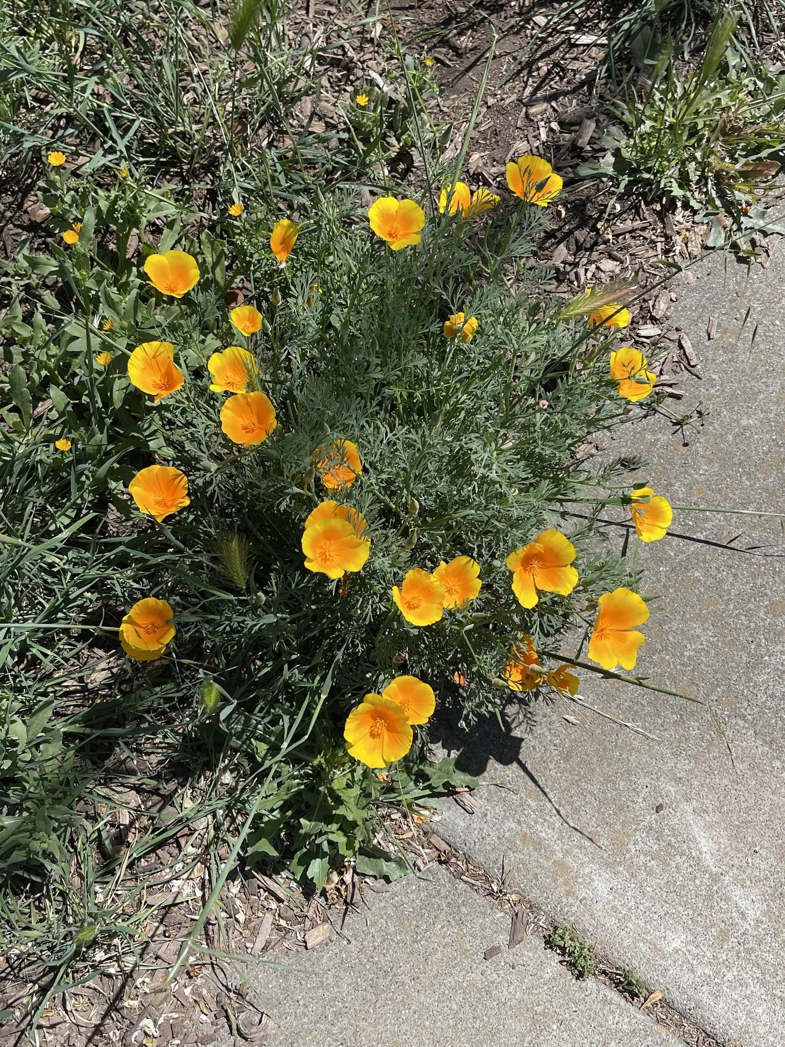 Mexican Gold Poppy (Eschscholzia Mexicana) — contributing to the local ecosystem; adding a splash of color in late winter to spring, image 81