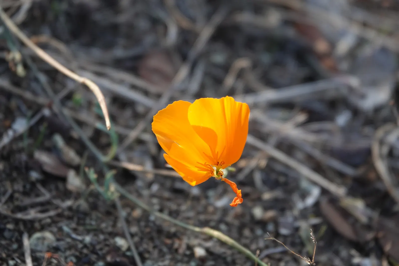 Mexican Gold Poppy (Eschscholzia Mexicana) — Prefers well-draining soil