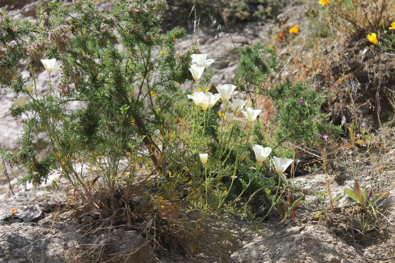 Mexican Gold Poppy (Eschscholzia Mexicana) — as these poppies self-seed under favorable conditions; the flower's showy cups are approximately 2, image 134