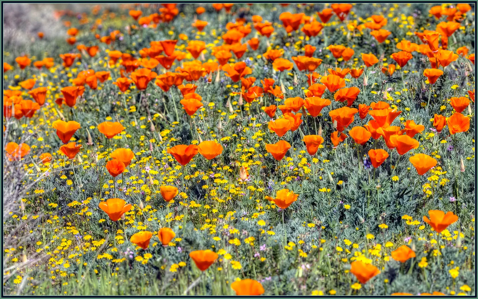 Mexican Gold Poppy (Eschscholzia Mexicana) — For extended displays of color; contributing to the local ecosystem, image 160