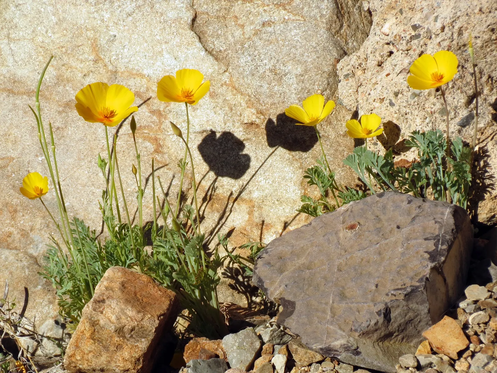 Mexican Gold Poppy (Eschscholzia Mexicana) — They also attract pollinators such as bees; presents a soft texture that complements the bold flowers, image 107
