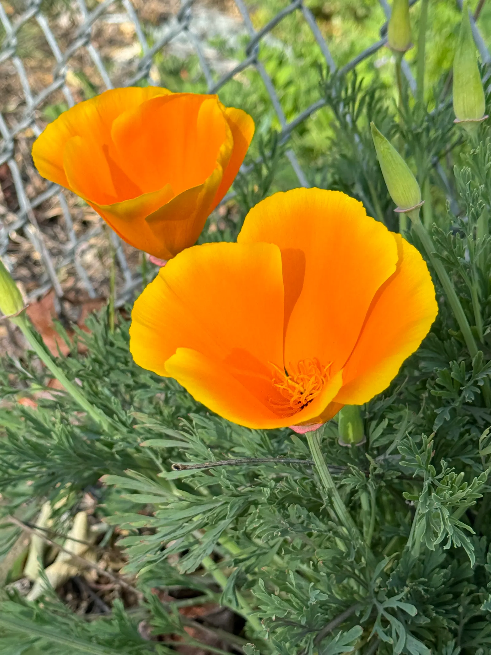 Mexican Gold Poppy (Eschscholzia Mexicana) — Prefers well-draining soil; the flower's showy cups are approximately 2 inches across, image 146