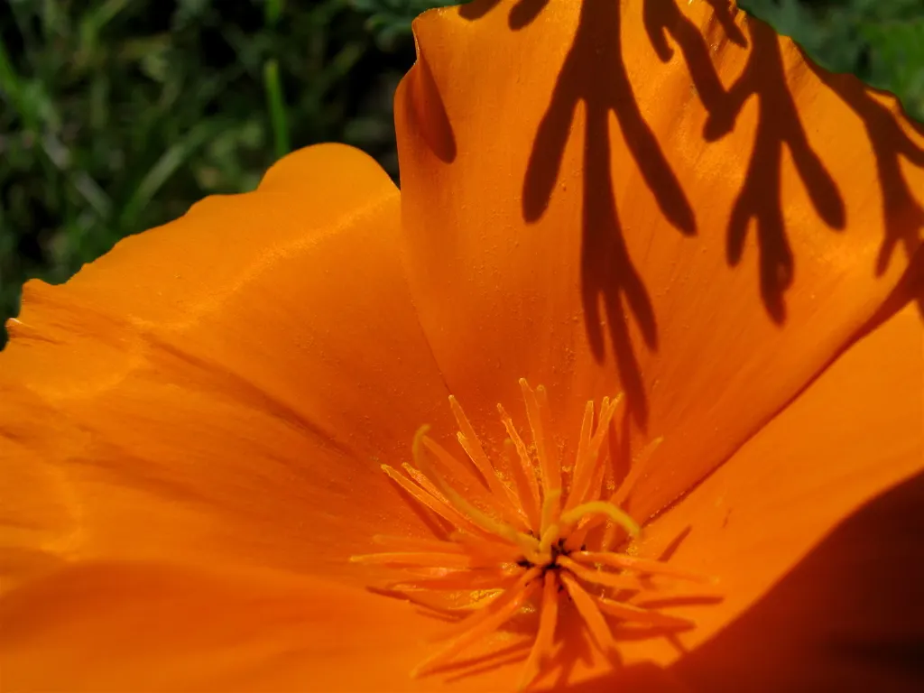 Mexican Gold Poppy (Eschscholzia Mexicana) — annual for full; contributing to the local ecosystem, image 168