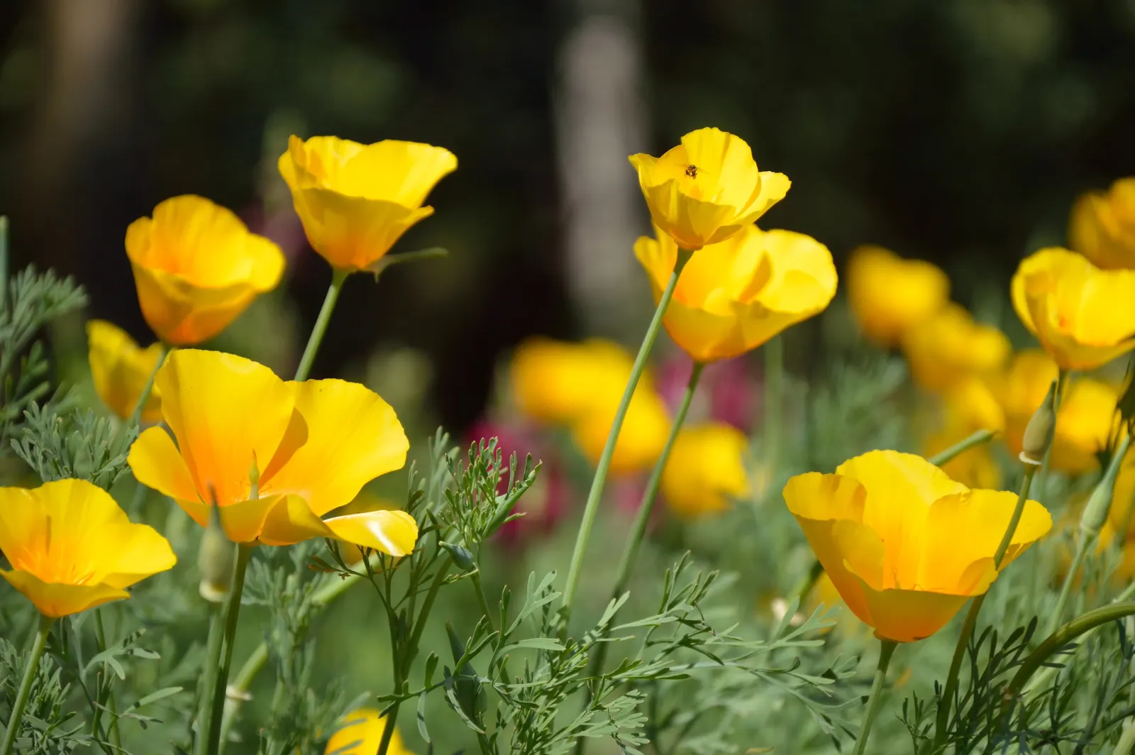 Mexican Gold Poppy (Eschscholzia Mexicana) — Flourishing in full sun, it grows 8-12 inches tall and spreads up to 12 inches wide; the flower's, image 114