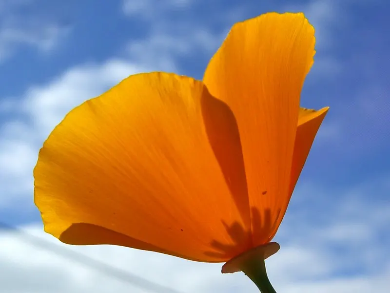 Mexican Gold Poppy (Eschscholzia Mexicana) — Originating from the deserts of Mexico and the southwestern United States; contributing to the local, image 204