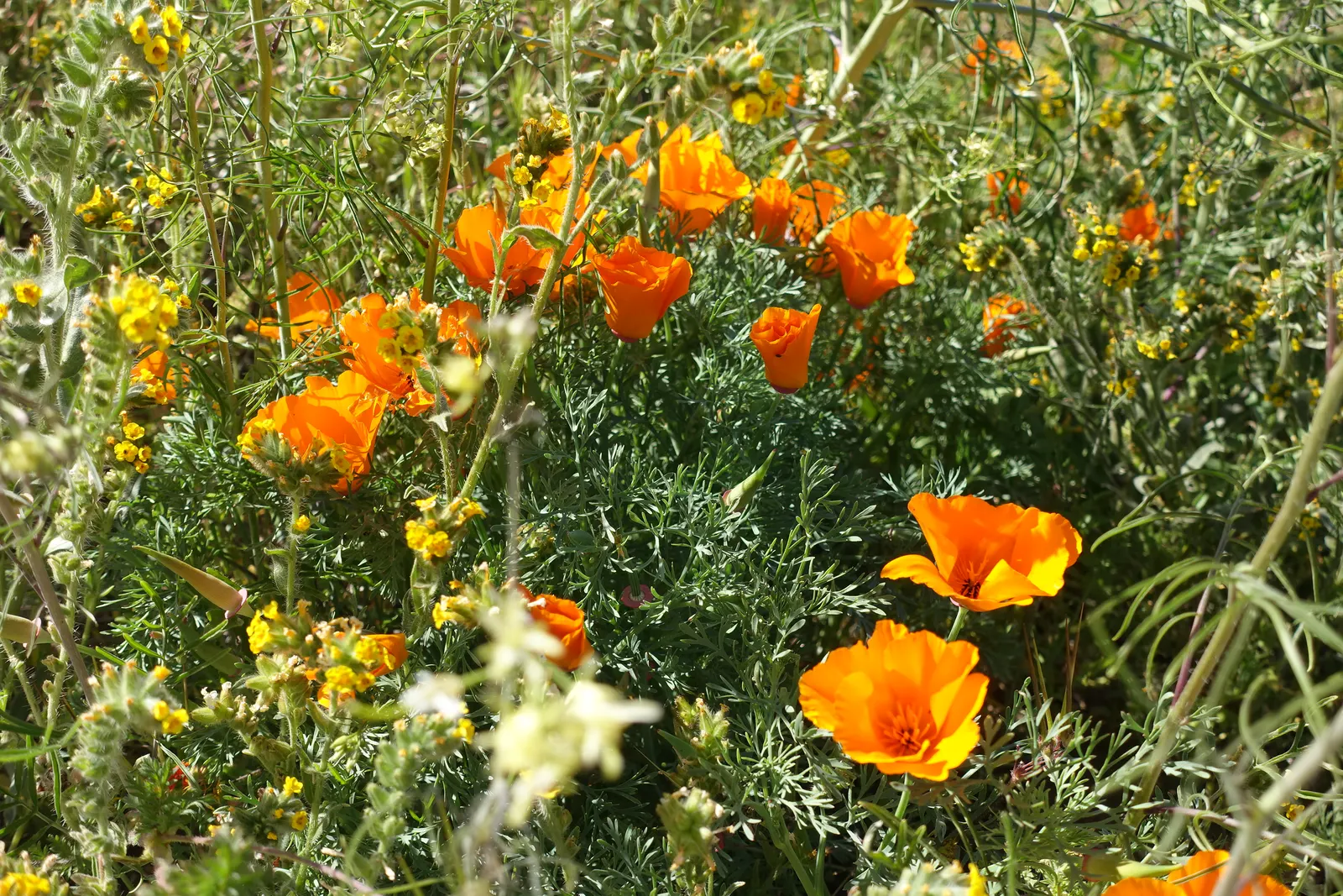 Mexican Gold Poppy (Eschscholzia Mexicana) — stagger the seed sowing from fall to early spring; adding a splash of color in late winter to spring, image 161