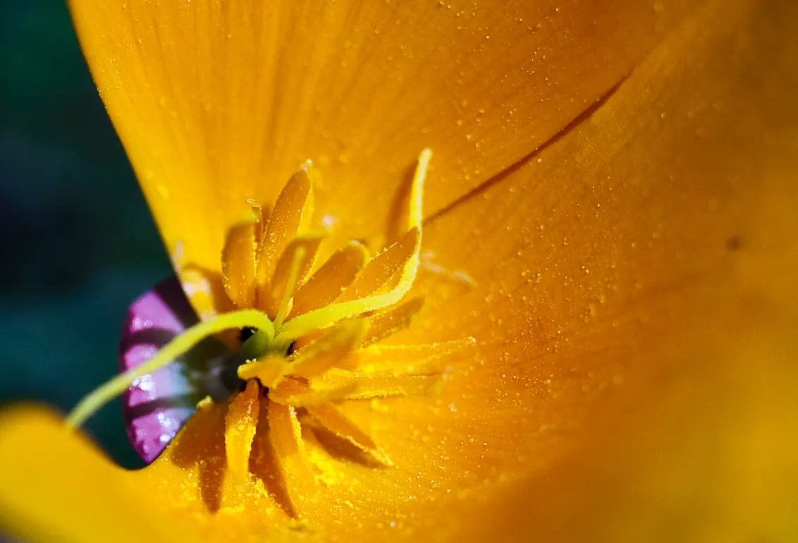 Mexican Gold Poppy (Eschscholzia Mexicana) — requiring minimal water once established; presents a soft texture that complements the bold flowers, image 211