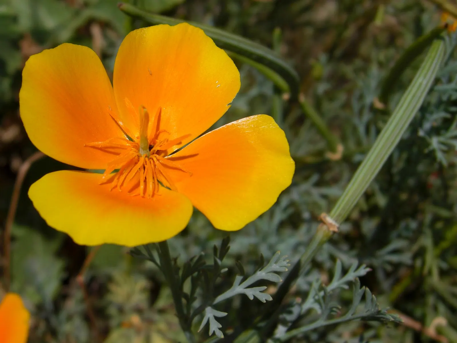 Mexican Gold Poppy (Eschscholzia Mexicana) — as they are remarkably tolerant of arid conditions