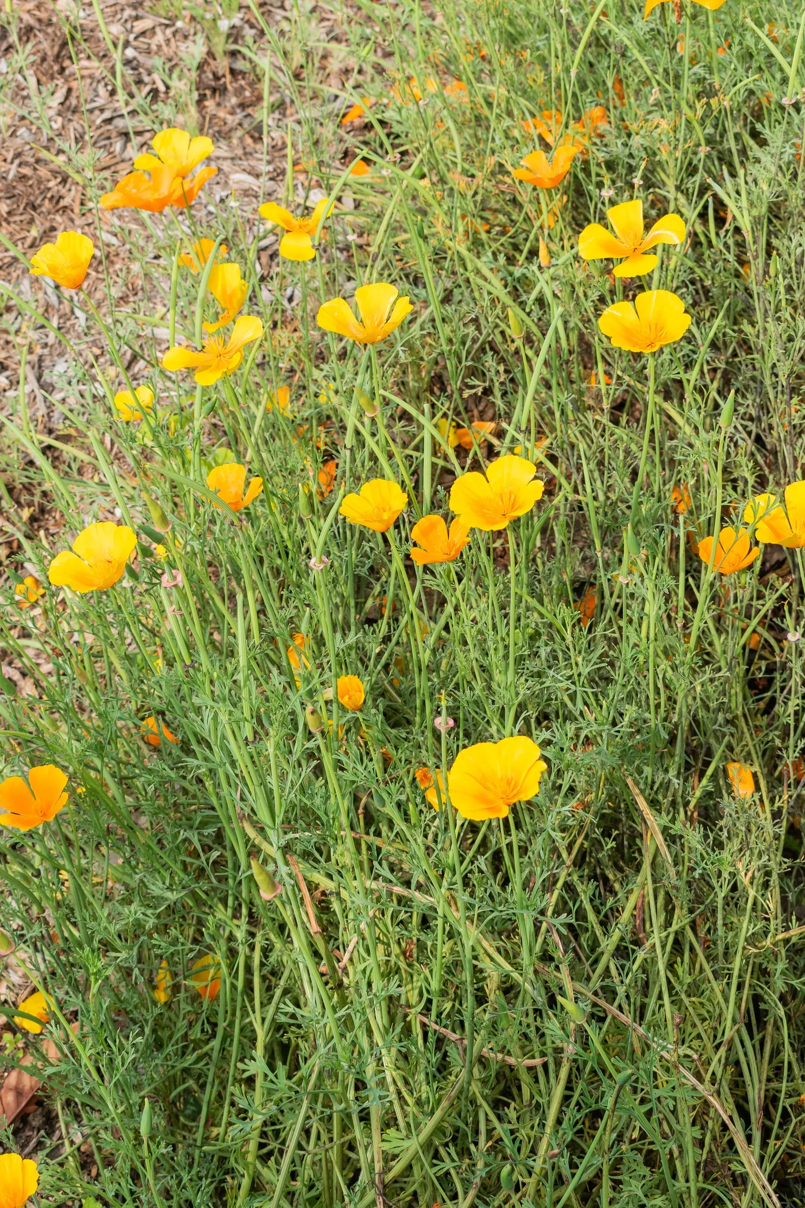 Mexican Gold Poppy (Eschscholzia Mexicana) — They also attract pollinators such as bees; presents a soft texture that complements the bold flowers, image 191