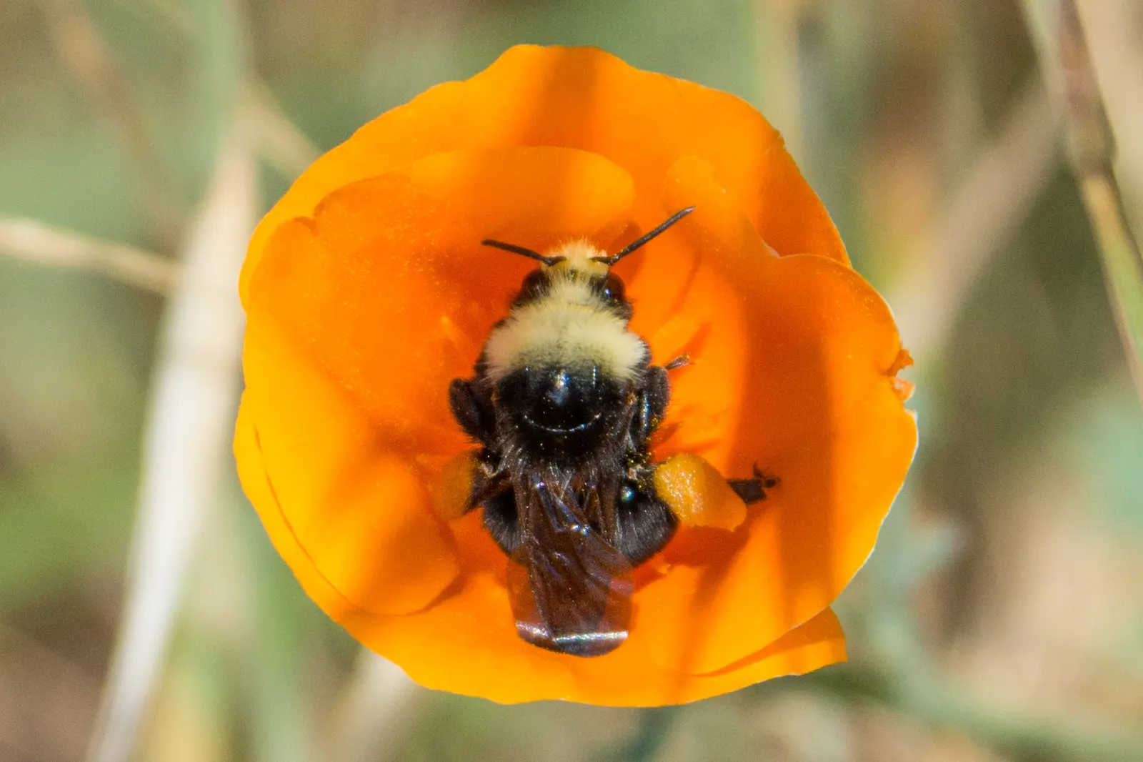Mexican Gold Poppy (Eschscholzia Mexicana) — finely dissected and fern-like; adding a splash of color in late winter to spring, image 101