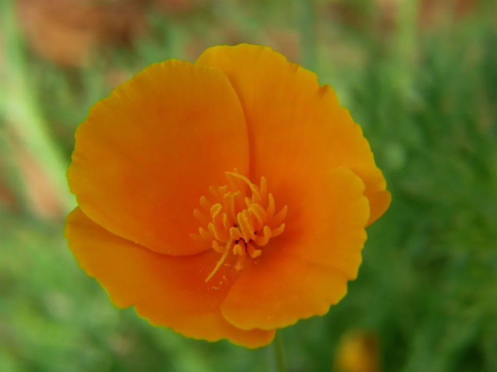 Mexican Gold Poppy (Eschscholzia Mexicana) — requiring minimal water once established; presents a soft texture that complements the bold flowers, image 183