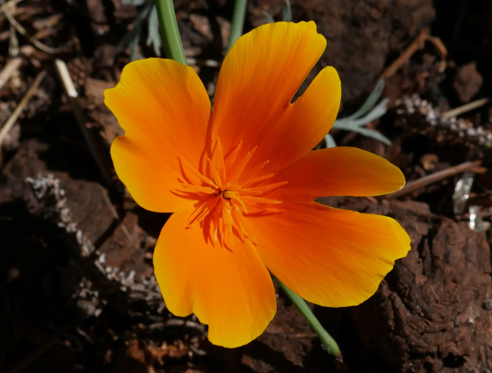 Mexican Gold Poppy (Eschscholzia Mexicana) — requiring minimal water once established
