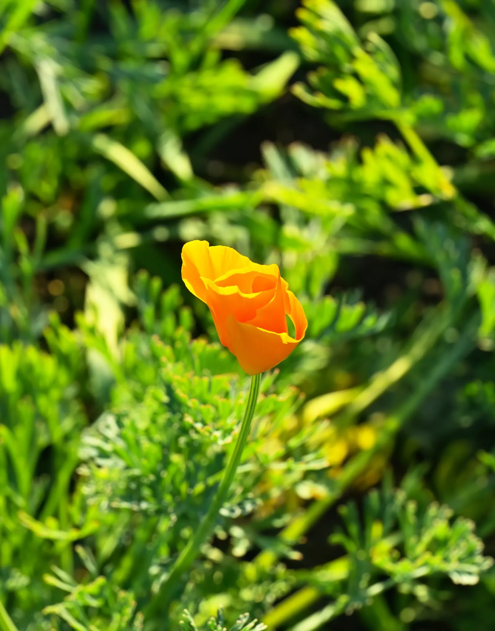 Mexican Gold Poppy (Eschscholzia Mexicana) — Thrives in USDA Zones 7-10; adding a splash of color in late winter to spring, image 61