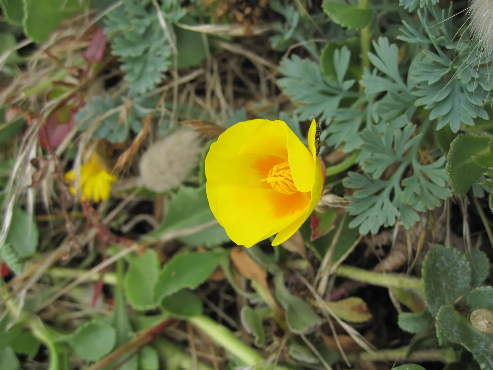 Mexican Gold Poppy (Eschscholzia Mexicana) — The flower's showy cups are approximately 2 inches across; presents a soft texture that complements, image 207