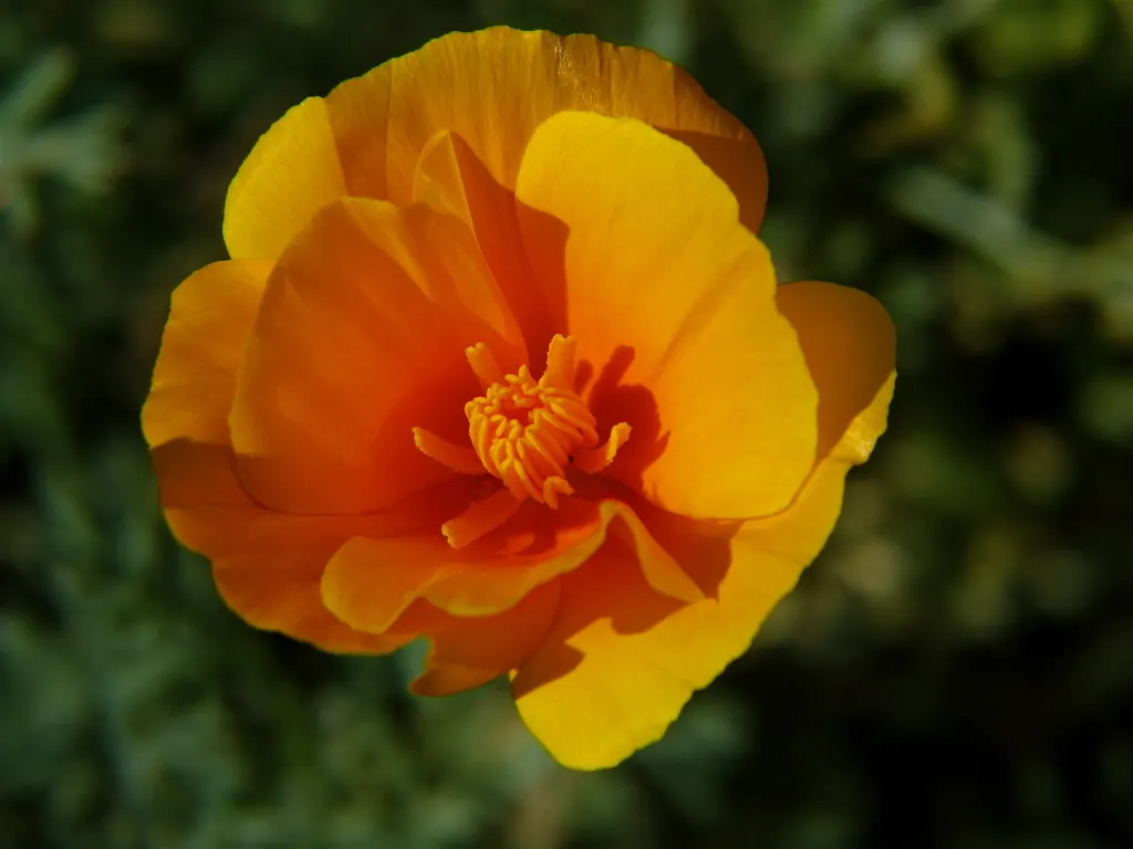 Mexican Gold Poppy (Eschscholzia Mexicana) — Originating from the deserts of Mexico and the southwestern United States; contributing to the local, image 176