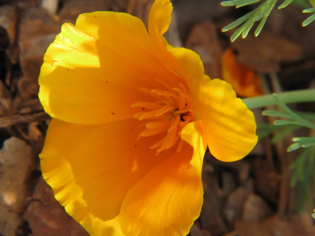 Mexican Gold Poppy (Eschscholzia Mexicana) — gold and orange and yellow flowers in the garden; the flower's showy cups are approximately 2 inches, image 110