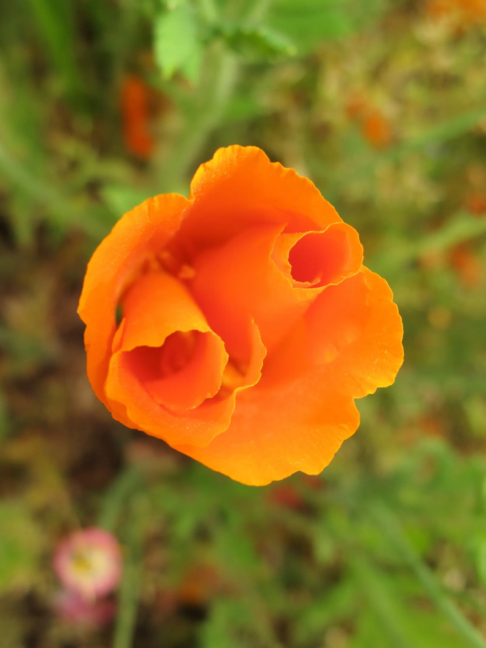 Mexican Gold Poppy (Eschscholzia Mexicana) — Ideal for rock gardens, borders, and as a groundcover; presents a soft texture that complements the, image 91