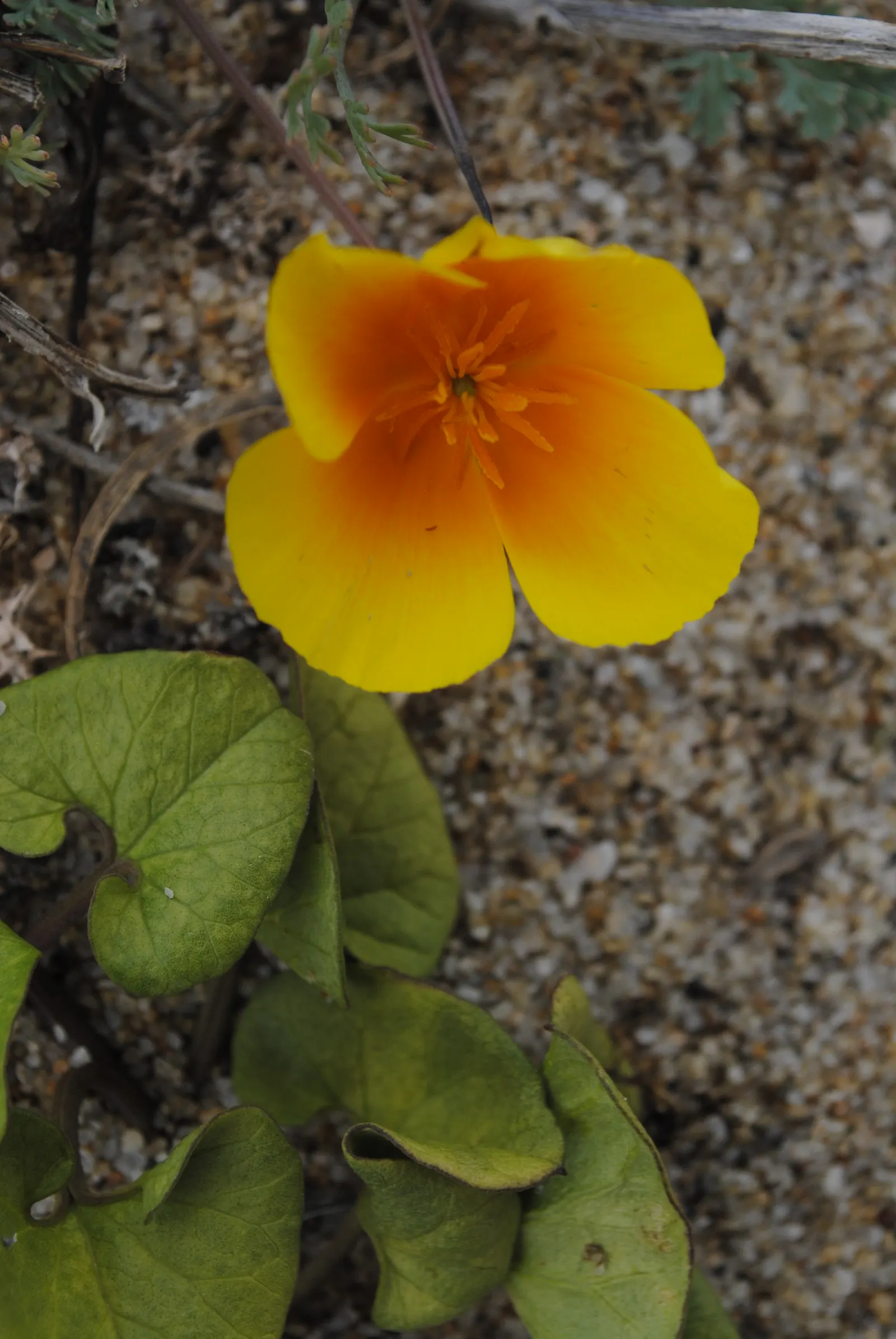 Mexican Gold Poppy (Eschscholzia Mexicana) — This drought-tolerant wildflower is excellent for low-water landscapes; presents a soft texture that, image 171