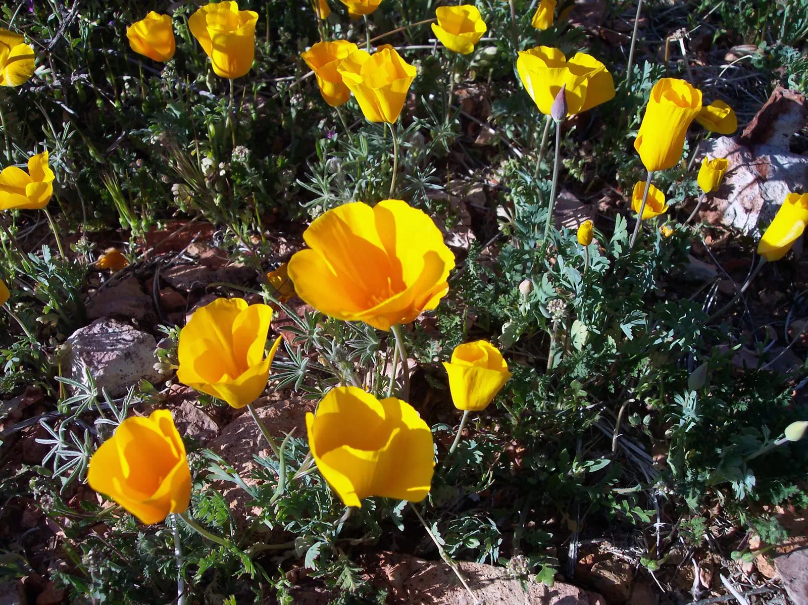 Mexican Gold Poppy (Eschscholzia Mexicana) — They also attract pollinators such as bees