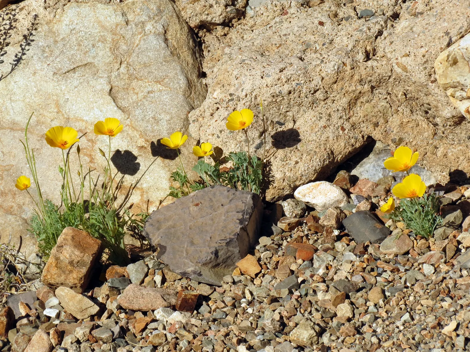 Mexican Gold Poppy (Eschscholzia Mexicana) — The Mexican Gold Poppy, or Eschscholzia mexicana, is a vibrant annual with golden-yellow blooms, image 57