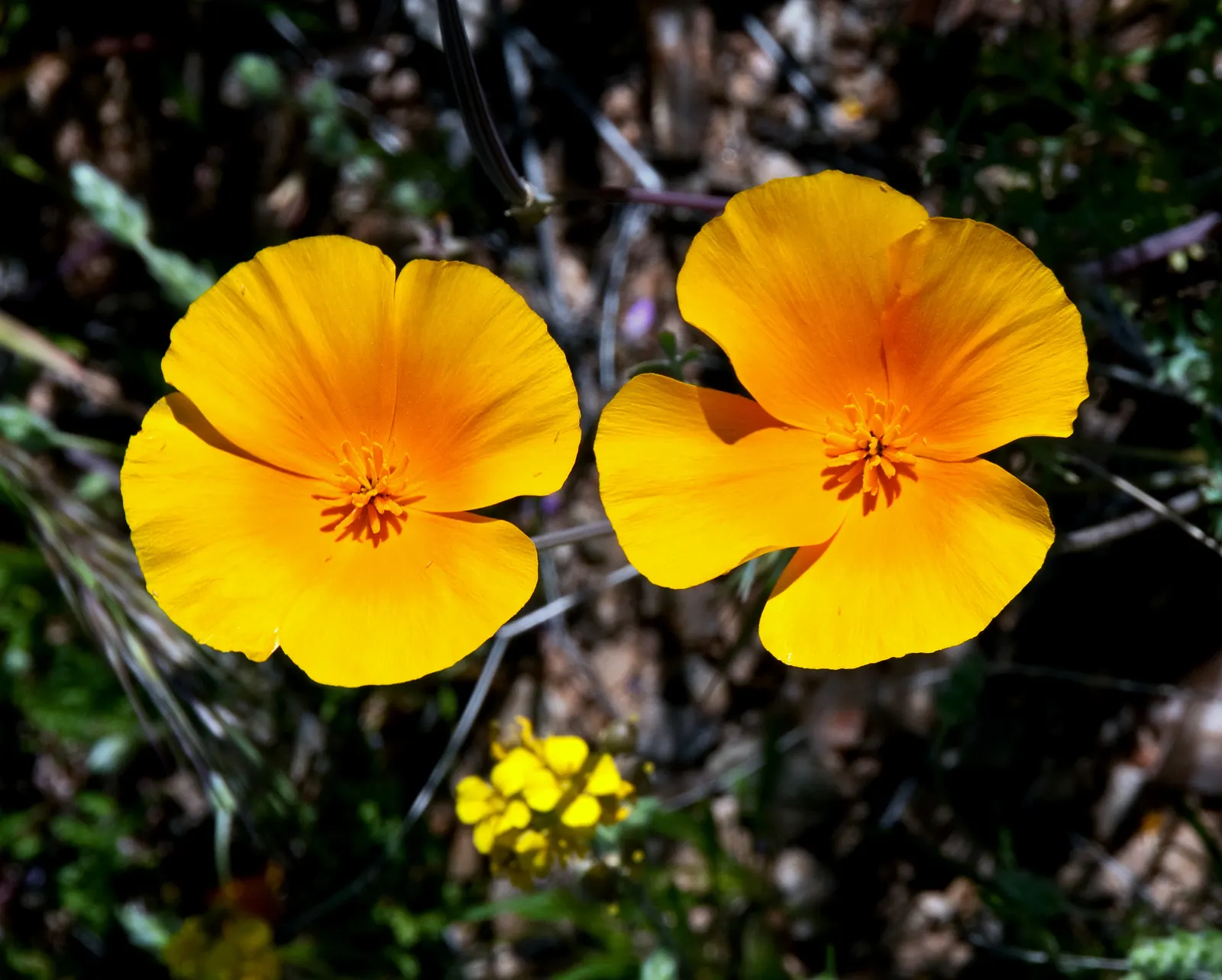 Mexican Gold Poppy (Eschscholzia Mexicana) — They also attract pollinators such as bees; presents a soft texture that complements the bold flowers, image 163