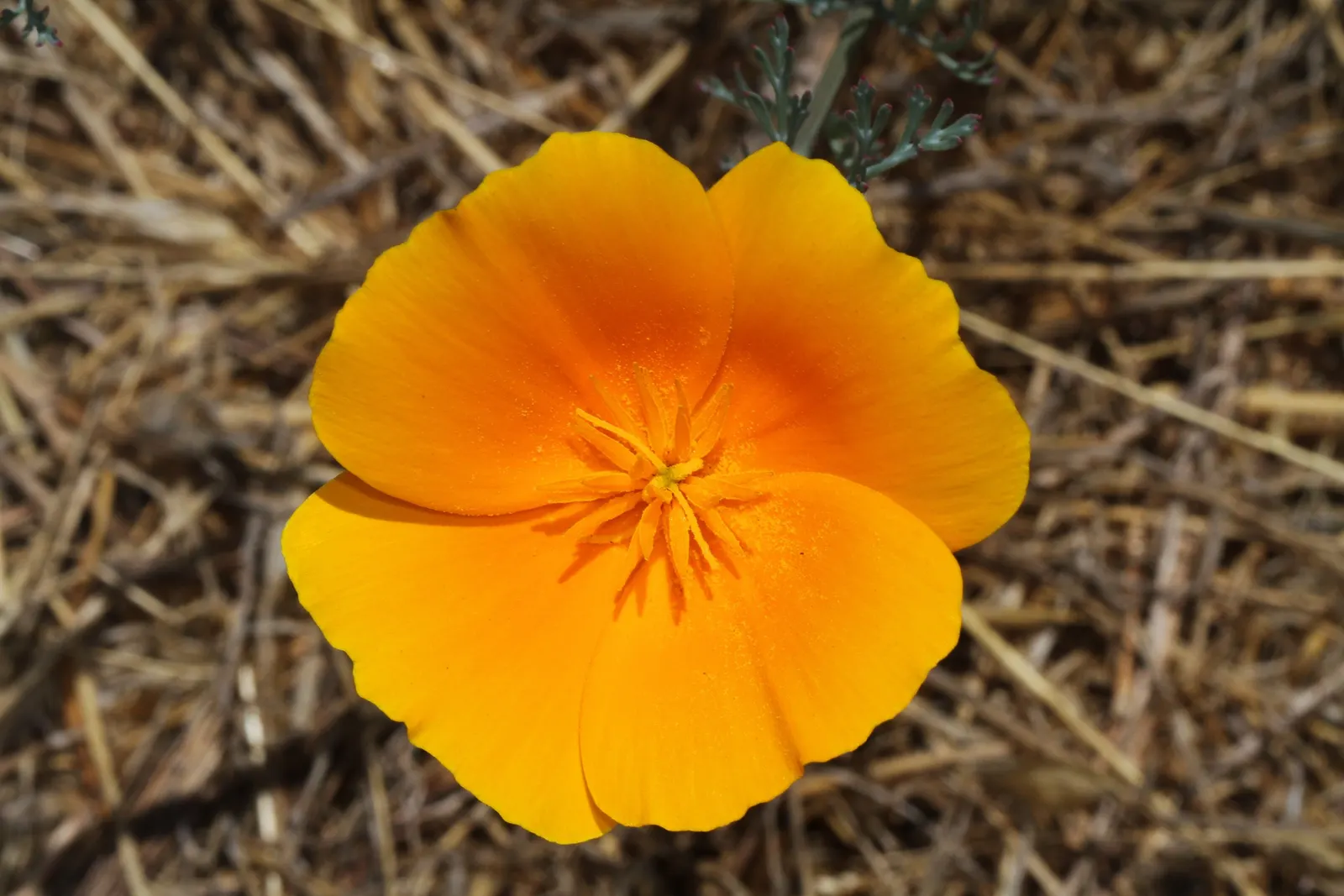 Mexican Gold Poppy (Eschscholzia Mexicana) — as these poppies self-seed under favorable conditions; the flower's showy cups are approximately 2 inches across