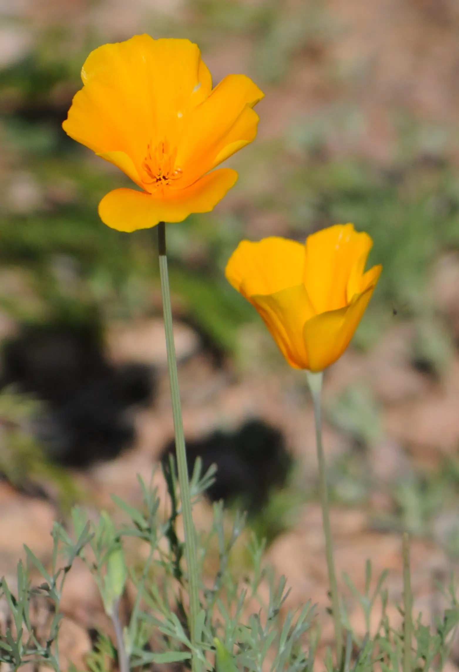 Mexican Gold Poppy (Eschscholzia Mexicana) — They also attract pollinators such as bees; presents a soft texture that complements the bold flowers