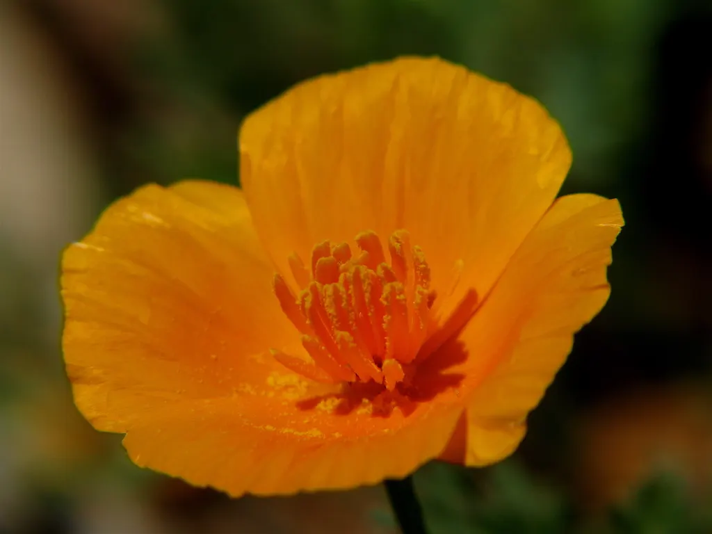 Mexican Gold Poppy (Eschscholzia Mexicana) — Thrives in USDA Zones 7-10; adding a splash of color in late winter to spring, image 173
