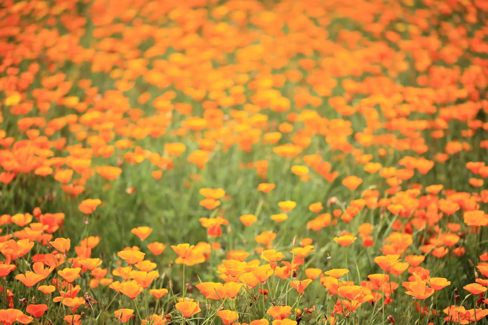 Mexican Gold Poppy (Eschscholzia Mexicana) — Ideal for rock gardens, borders, and as a groundcover; presents a soft texture that complements the, image 147