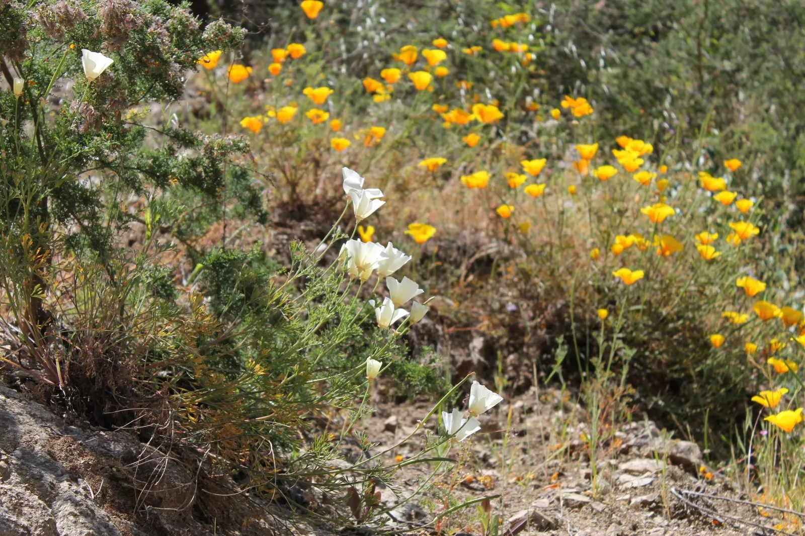Mexican Gold Poppy (Eschscholzia Mexicana) — This drought-tolerant wildflower is excellent for low-water landscapes