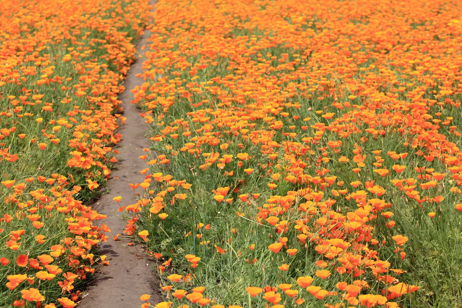 Mexican Gold Poppy (Eschscholzia Mexicana) — The Mexican Gold Poppy, or Eschscholzia mexicana, is a vibrant annual with golden-yellow blooms, image 197