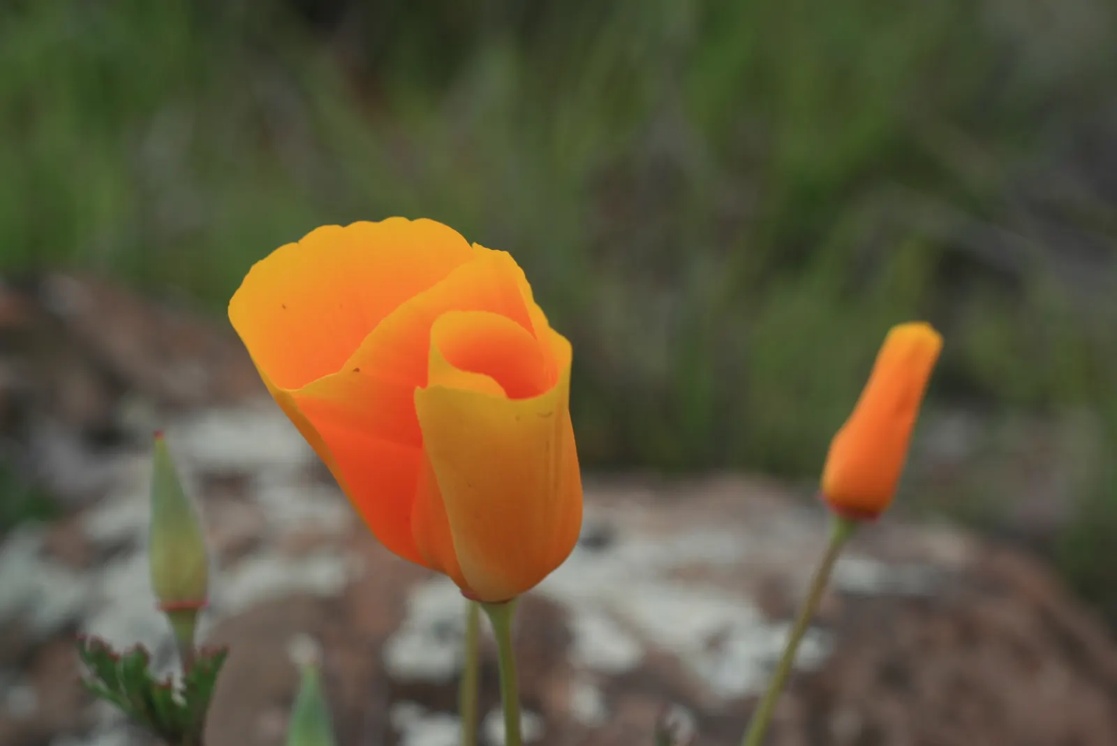 Mexican Gold Poppy (Eschscholzia Mexicana) — Flourishing in full sun, it grows 8-12 inches tall and spreads up to 12 inches wide; the flower's, image 142