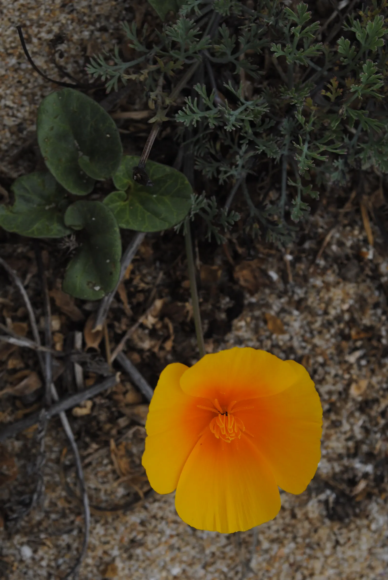 Mexican Gold Poppy (Eschscholzia Mexicana) — Their low water needs make them an excellent choice for xeriscaping