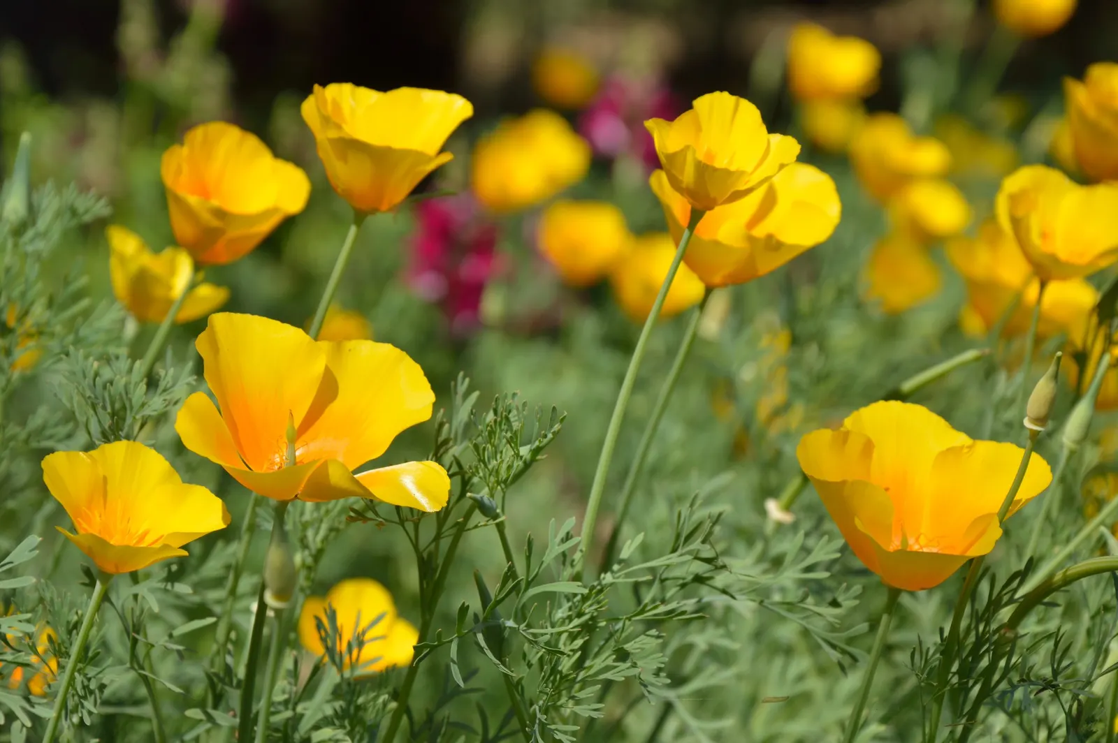 Mexican Gold Poppy (Eschscholzia Mexicana) — gracefully poised atop slender; contributing to the local ecosystem, image 208