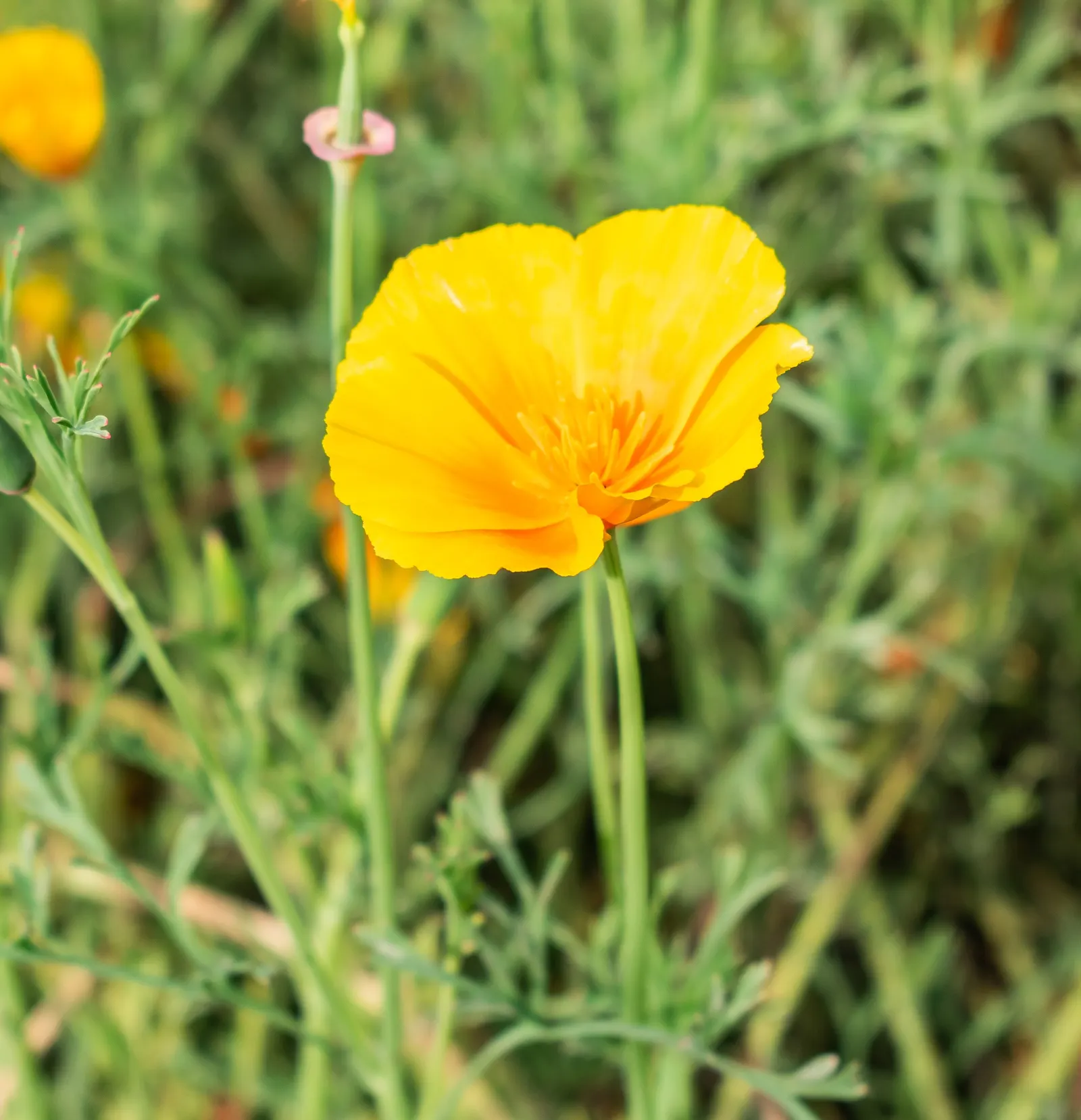 Mexican Gold Poppy (Eschscholzia Mexicana) — Their low water needs make them an excellent choice for xeriscaping; contributing to the local, image 128