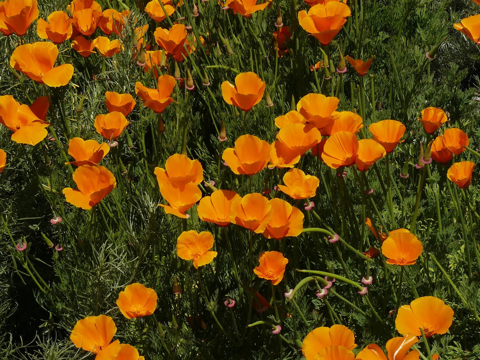 Mexican Gold Poppy (Eschscholzia Mexicana) — glaucous green stems that reach heights between 8 and 18 inches; adding a splash of color in late, image 69
