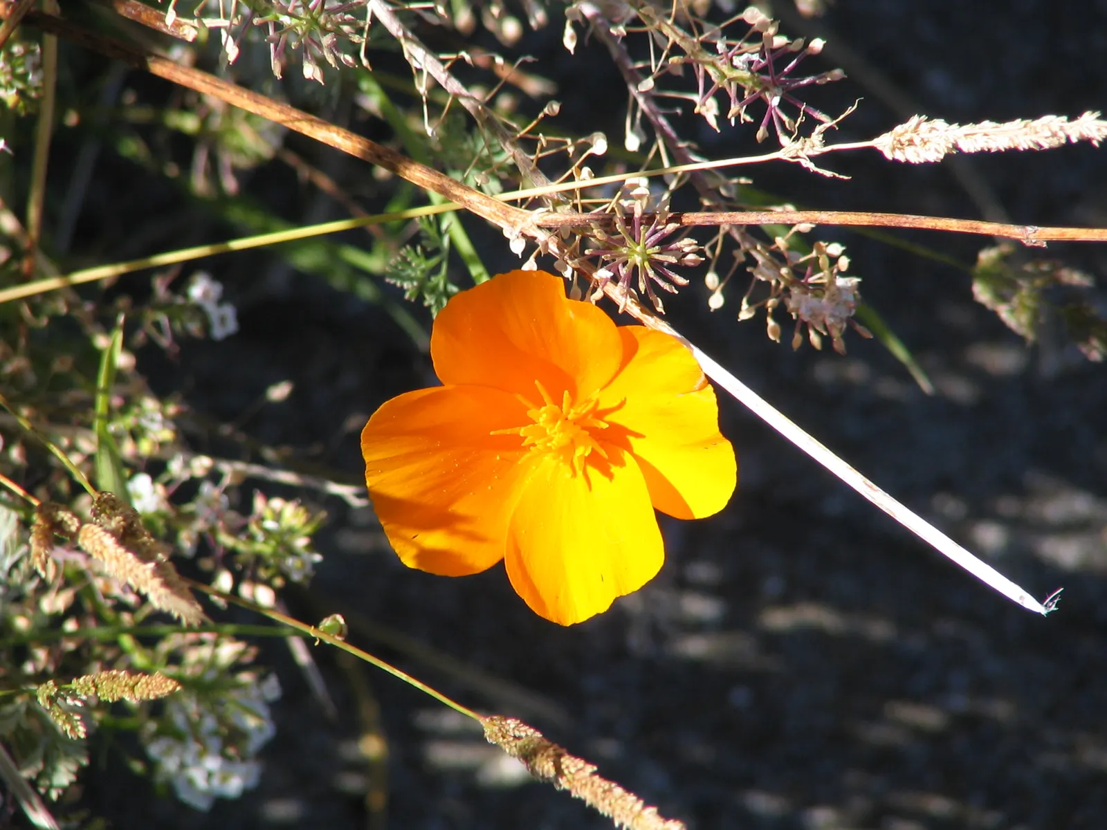 Mexican Gold Poppy (Eschscholzia Mexicana) — The Mexican Gold Poppy, or Eschscholzia mexicana, is a vibrant annual with golden-yellow blooms, image 141