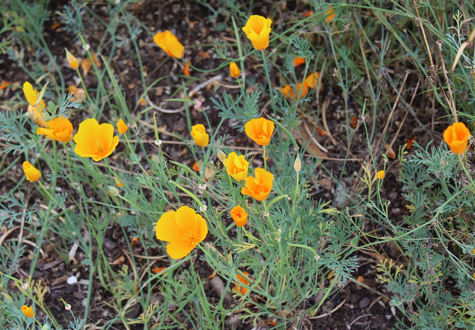 Mexican Gold Poppy (Eschscholzia Mexicana) — adding a splash of color in late winter to spring; contributing to the local ecosystem, image 172