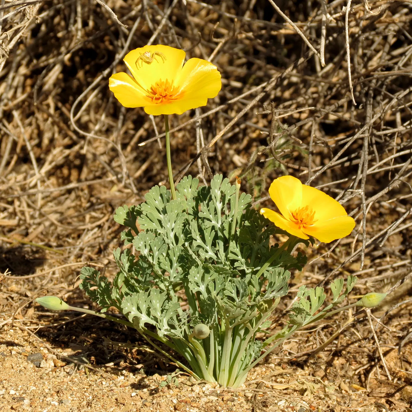 Mexican Gold Poppy (Eschscholzia Mexicana) — requiring minimal water once established; presents a soft texture that complements the bold flowers, image 71
