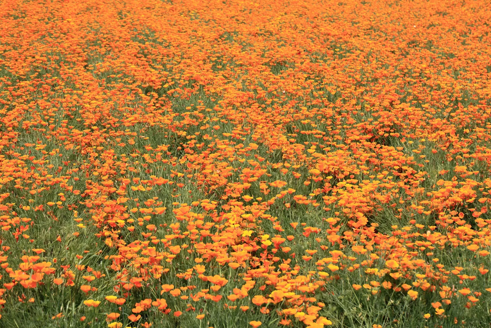 Mexican Gold Poppy (Eschscholzia Mexicana) — Their low water needs make them an excellent choice for xeriscaping; contributing to the local, image 100