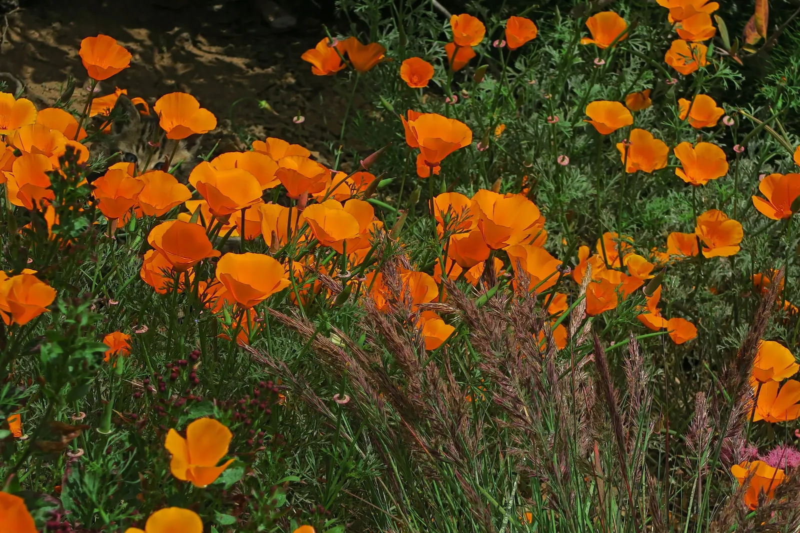 Mexican Gold Poppy (Eschscholzia Mexicana) — as they are remarkably tolerant of arid conditions; the flower's showy cups are approximately 2 inches, image 70