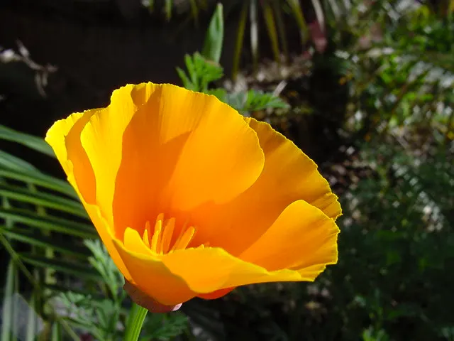 Mexican Gold Poppy (Eschscholzia Mexicana) — preferring full sun exposure for optimal bloom; the flower's showy cups are approximately 2 inches, image 122
