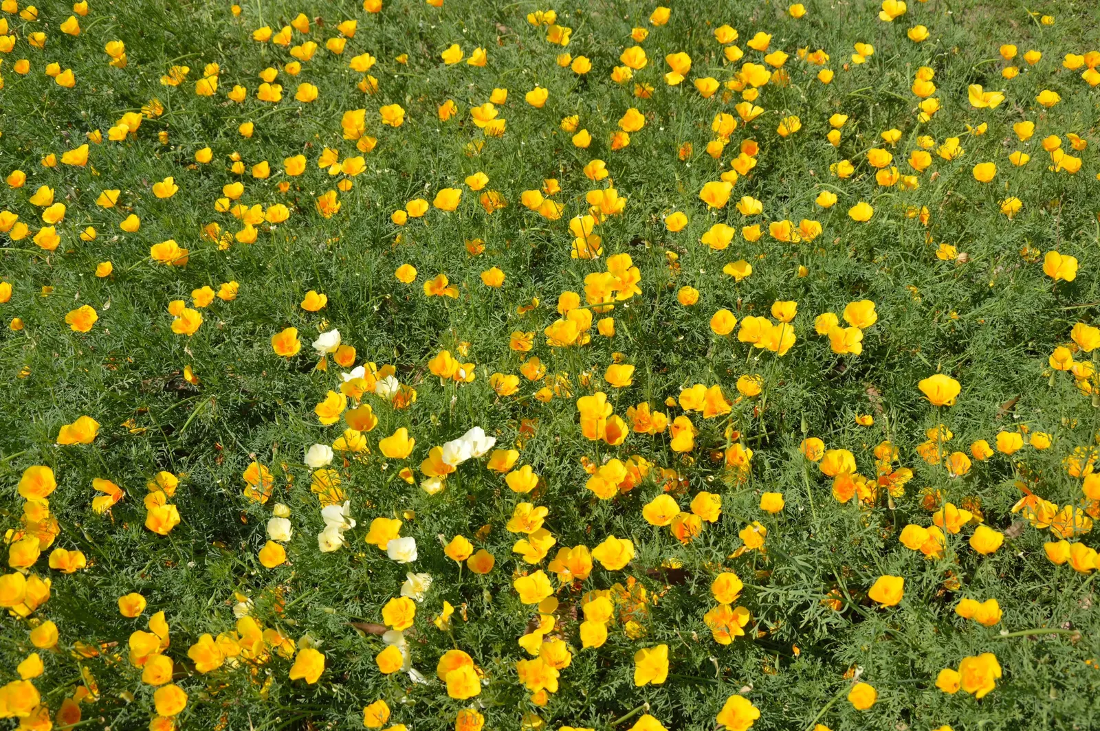 Mexican Gold Poppy (Eschscholzia Mexicana) — Ideal for rock gardens, borders, and as a groundcover