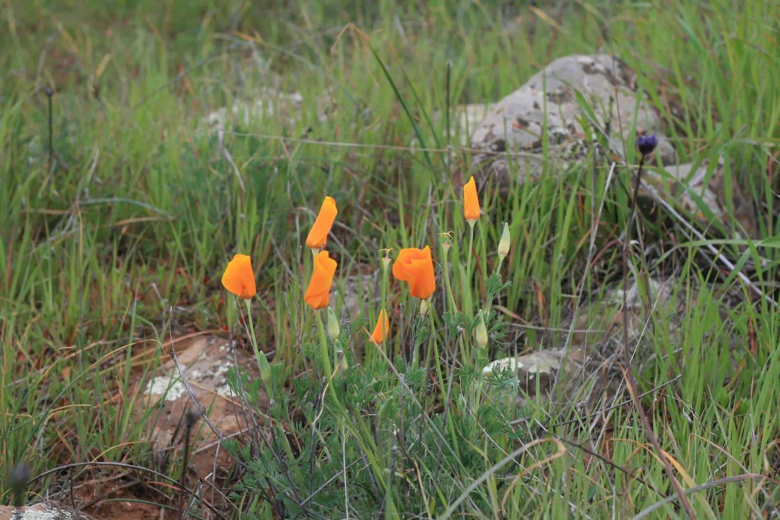 Mexican Gold Poppy (Eschscholzia Mexicana) — For extended displays of color; contributing to the local ecosystem