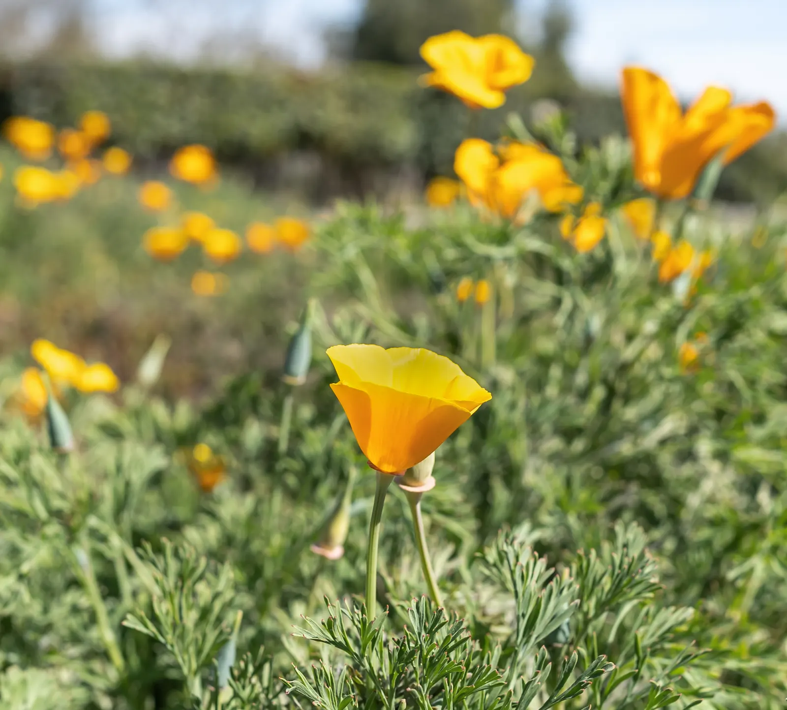 Mexican Gold Poppy (Eschscholzia Mexicana) — contributing to the local ecosystem; adding a splash of color in late winter to spring