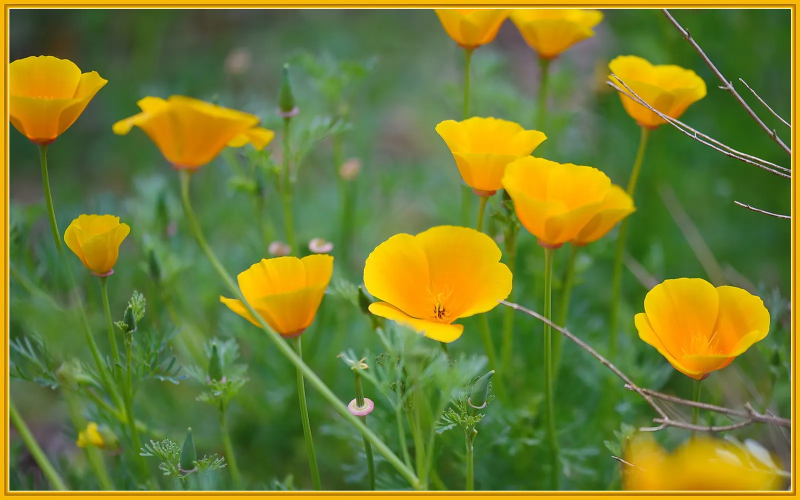 Mexican Gold Poppy (Eschscholzia Mexicana) — this poppy thrives in USDA Hardiness Zones 8 through 10; adding a splash of color in late winter to, image 177