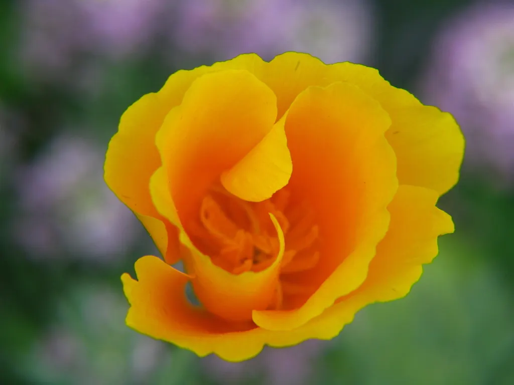 Mexican Gold Poppy (Eschscholzia Mexicana) — Their low water needs make them an excellent choice for xeriscaping; contributing to the local, image 184