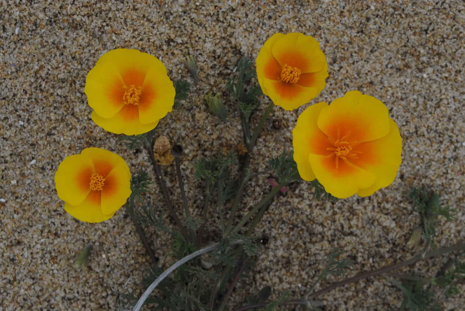 Mexican Gold Poppy (Eschscholzia Mexicana) — Flourishing in full sun, it grows 8-12 inches tall and spreads up to 12 inches wide; the flower's showy cups are