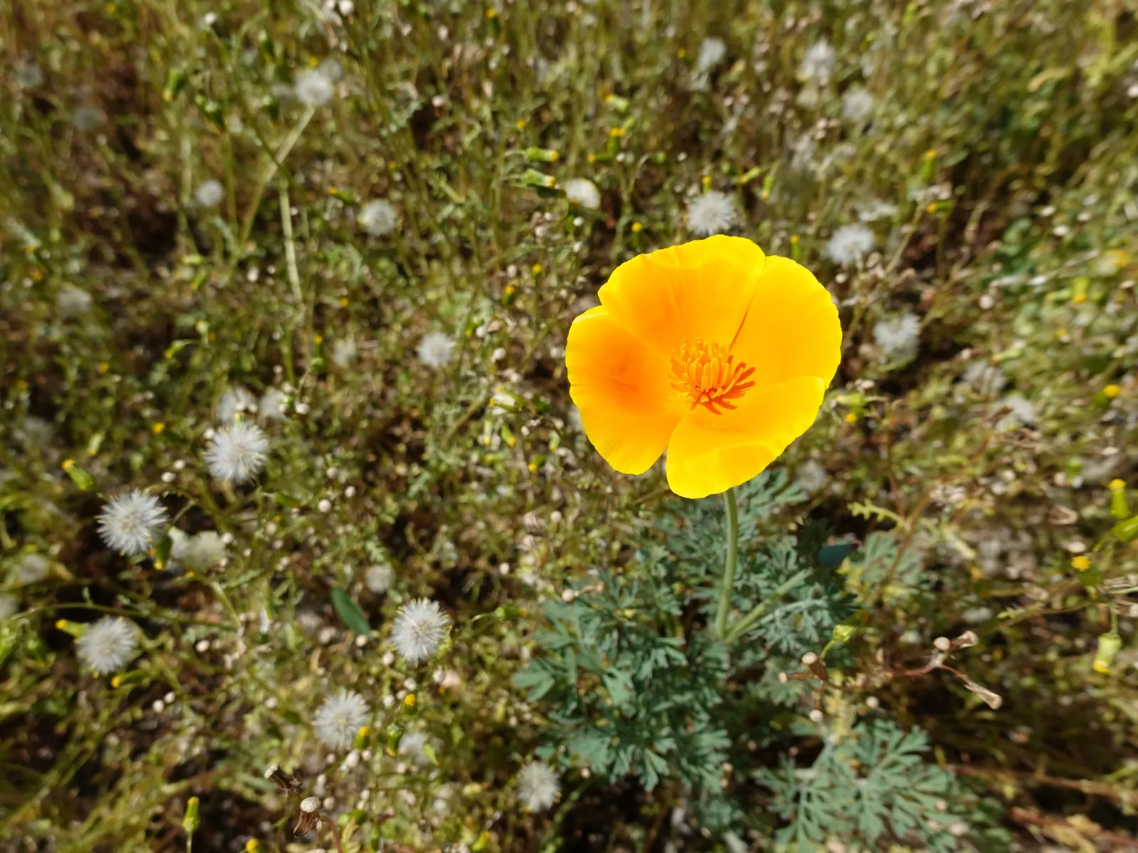 Mexican Gold Poppy (Eschscholzia Mexicana) — Their low water needs make them an excellent choice for xeriscaping; contributing to the local, image 156